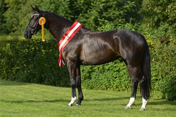 Tirana at the Elite Spectacle. This years best dressage mare and this was awarded with a gold medal.