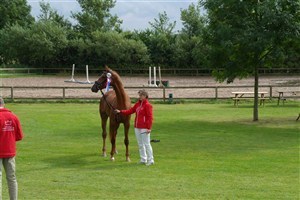 3 year old Cassandra also showed at the 1-day trials in Ikast and here she was selected for the Elite Spectacle in dressage.