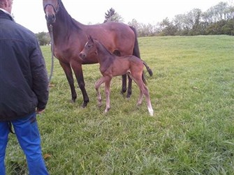 Foal after Taliormade Temptation. A litte mare. Dam is bronzemedal mare Chaterina, grandsire is Credlido. Owner is Poul Vestergaard and Stutteri Hove.