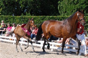 Tasmia the best foal at Katrinelund. Mother is broncemedalje mere Catherina. Mf is Crelido