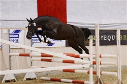 2 year old mare Céquina at the Elite Spectacle.