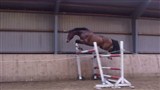 Cayman, 3 year old stallion by Crelido