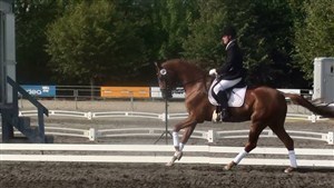 3 year old mare Cassandra at the saddle spectacle at Vilhelsmborg where she achieved two times 9 in jumping.