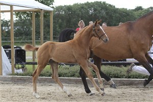The foal Hove´s Zako achieved an amazing 5 th position in the finals.
