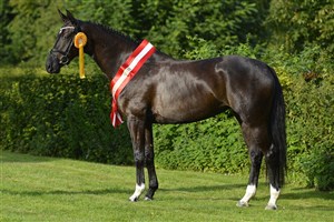 Mare of the year and a gold medal in 2012, Tirana