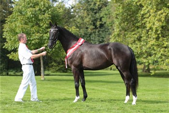 The best 2 year old mare in Denmark, Tirana