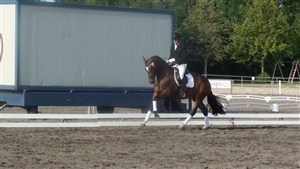 3 year old Cindarella at the same competition with 9 points in rideability.