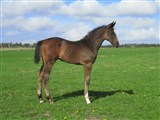 Stallion foal Champ-siin 2010 by Crelido
