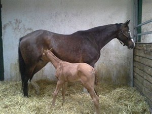 Female´s foal: a mere after Blue Hors Zack.