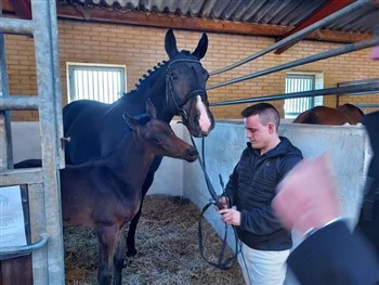 Tali-finni og hoppeføllet Hove"s Hope