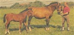 Parent mare Akki with her last foal