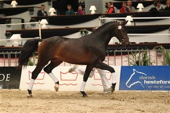 The Champ in Herning 2011