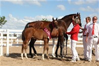 Timberlain and Crelinna (the mare)