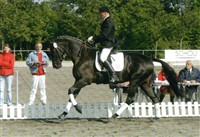 Gold-medal mare Crelita at the Elite spectacle